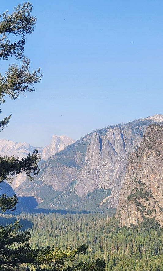 Big Trees and Big Views