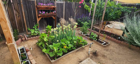 succulent potted garden